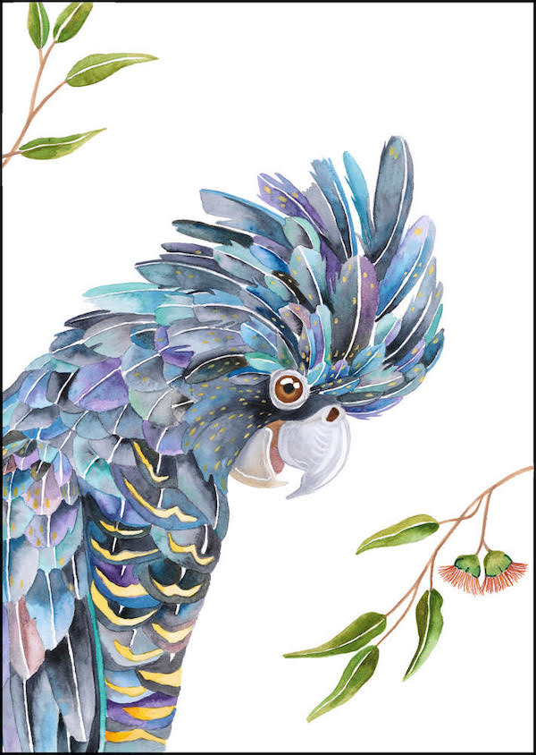 Colourful black cockatoo art print