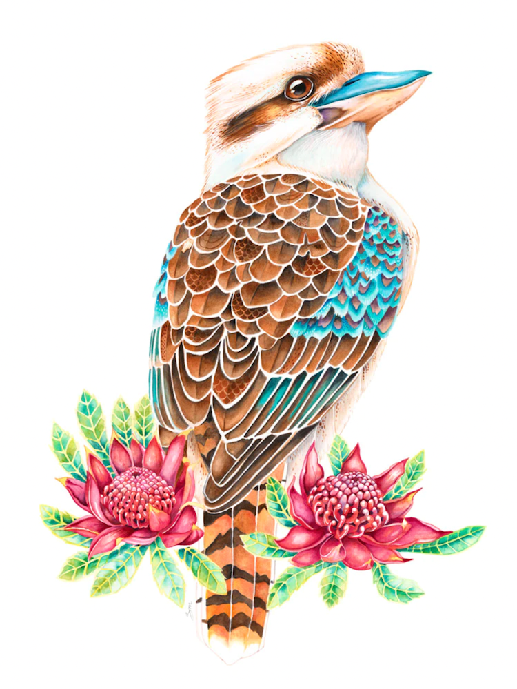 kookaburra art print