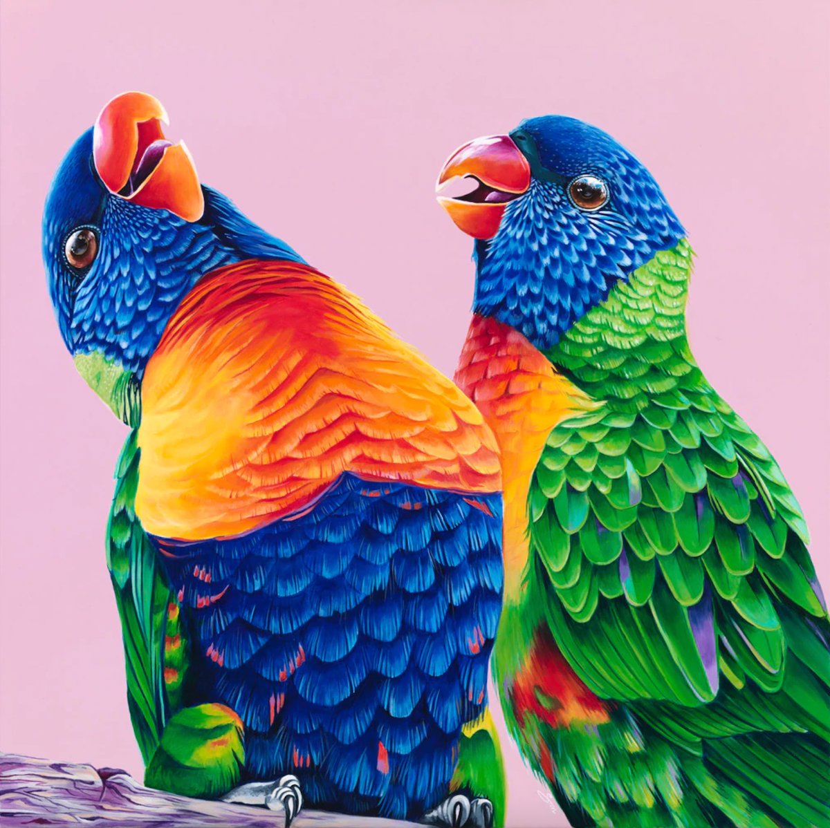 Laughing Rainbow Lorikeets